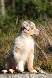 BERGER AUSTRALIEN PUPPIES 660